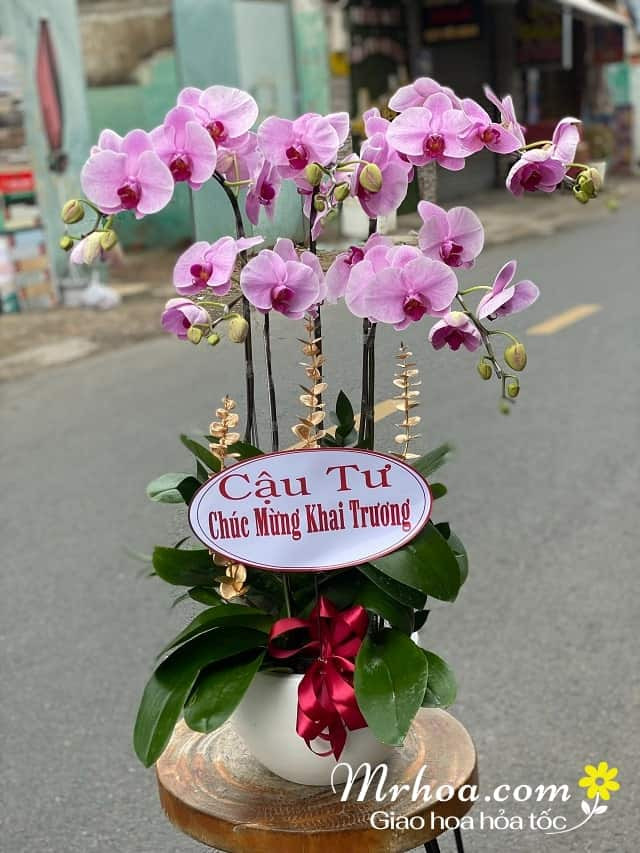 **Lan Hồ Điệp: Biểu Tượng của Sự Sang Trọng và Đẳng Cấp**