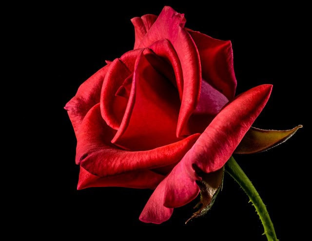 The Symbolism of Roses in Love