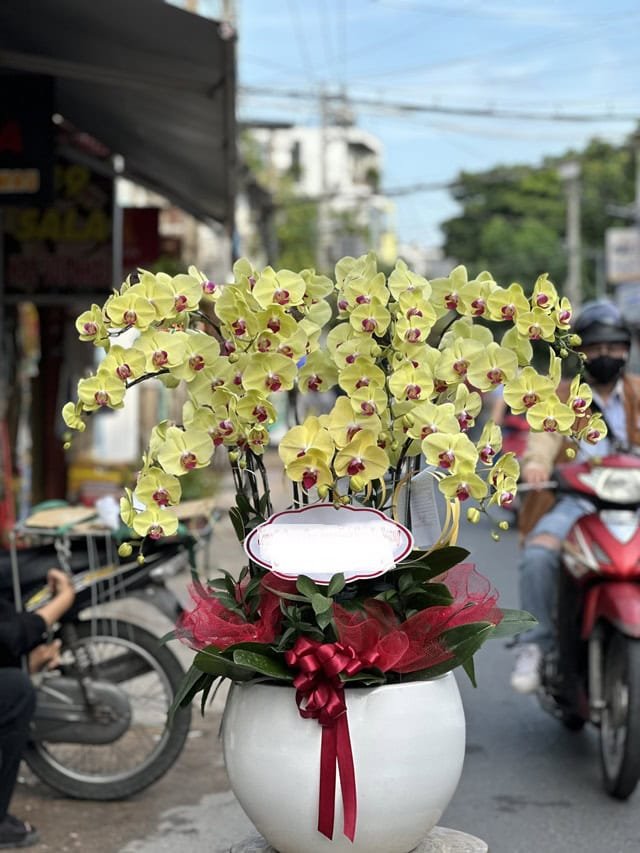 Housewarming Orchid Pot