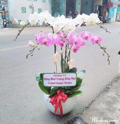 Orchid Basket in Pink and White