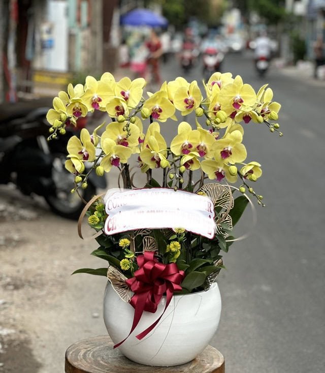 Orchid flowers for celebration